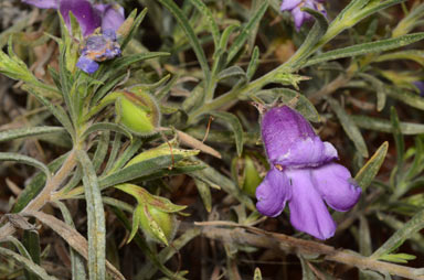 APII jpeg image of Eremophila gilesii subsp. gilesii  © contact APII