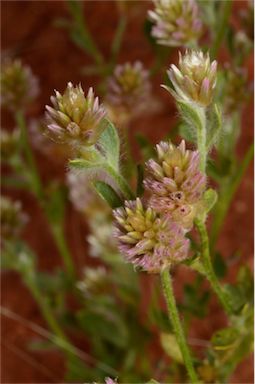 APII jpeg image of Ptilotus pseudohelipteroides  © contact APII