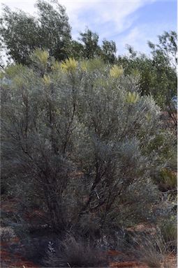 APII jpeg image of Grevillea stenobotrya  © contact APII