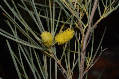 APII jpeg image of Acacia tenuissima  © contact APII