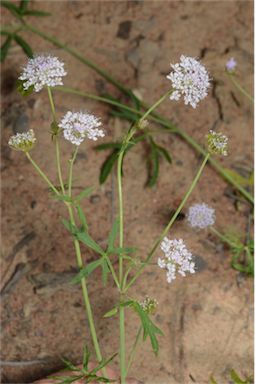 APII jpeg image of Trachymene cyanantha  © contact APII