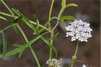 APII jpeg image of Trachymene cyanantha  © contact APII