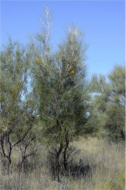 APII jpeg image of Grevillea juncifolia subsp. juncifolia  © contact APII