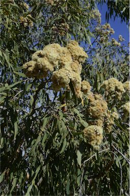 APII jpeg image of Corymbia terminalis  © contact APII