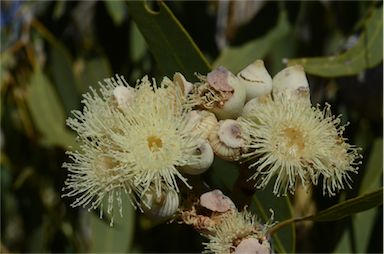 APII jpeg image of Corymbia terminalis  © contact APII