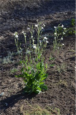 APII jpeg image of Nicotiana megalosiphon subsp. megalosiphon  © contact APII