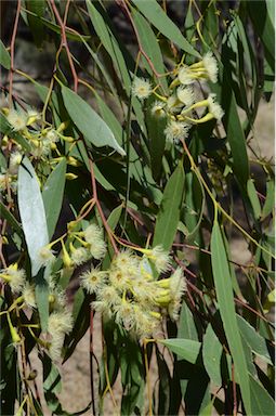 APII jpeg image of Eucalyptus ochrophloia  © contact APII