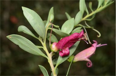 APII jpeg image of Eremophila maculata  © contact APII