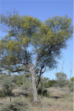 APII jpeg image of Acacia petraea  © contact APII