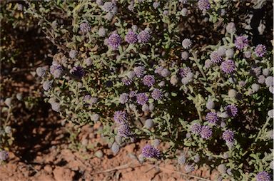 APII jpeg image of Pterocaulon sphacelatum  © contact APII