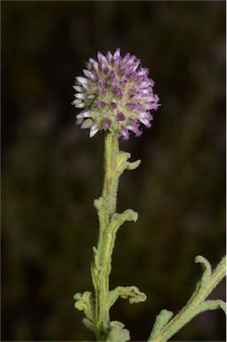 APII jpeg image of Pterocaulon sphacelatum  © contact APII