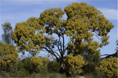 APII jpeg image of Acacia murrayana  © contact APII