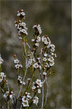 APII jpeg image of Thryptomene hexandra  © contact APII