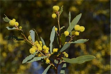 APII jpeg image of Acacia homalophylla  © contact APII