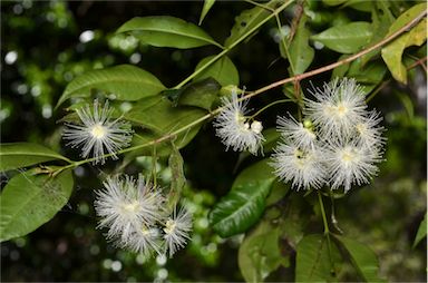 APII jpeg image of Syzygium paniculatum  © contact APII