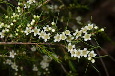 APII jpeg image of Baeckea frutescens  © contact APII