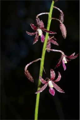 APII jpeg image of Dipodium variegatum  © contact APII