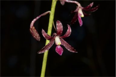 APII jpeg image of Dipodium variegatum  © contact APII