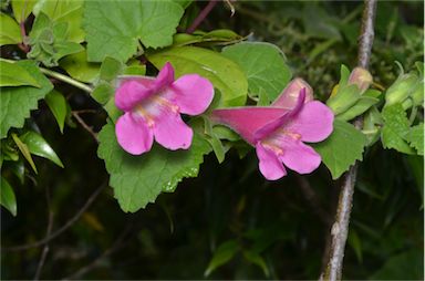 APII jpeg image of Lophospermum erubescens  © contact APII