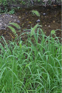 APII jpeg image of Echinochloa telmatophila  © contact APII