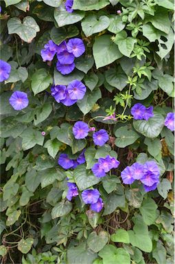 APII jpeg image of Ipomoea indica  © contact APII