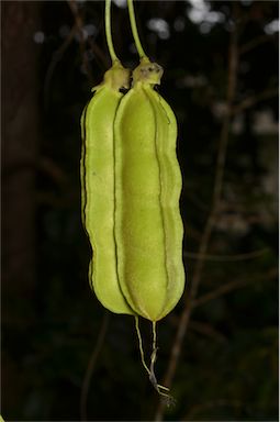 APII jpeg image of Mucuna gigantea subsp. gigantea  © contact APII