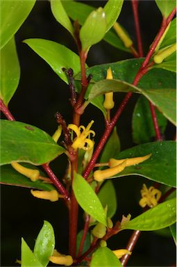 APII jpeg image of Persoonia adenantha  © contact APII