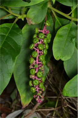 APII jpeg image of Phytolacca americana  © contact APII