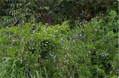 APII jpeg image of Duranta erecta  © contact APII