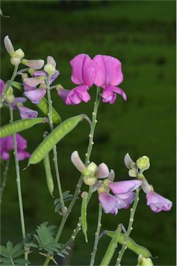 APII jpeg image of Tephrosia glomeruliflora  © contact APII