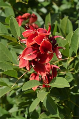 APII jpeg image of Erythrina crista-galli  © contact APII