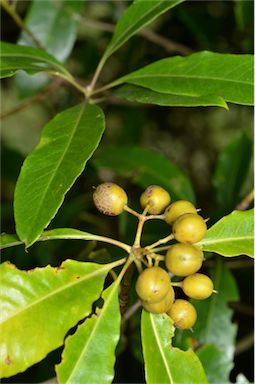 APII jpeg image of Pittosporum undulatum  © contact APII