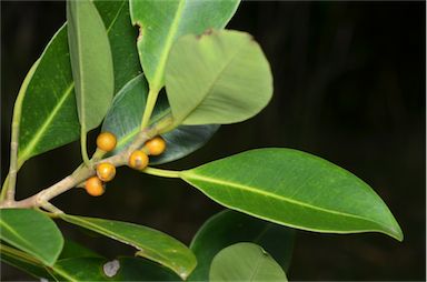 APII jpeg image of Ficus obliqua  © contact APII