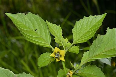 APII jpeg image of Physalis philadelphica  © contact APII