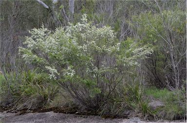 APII jpeg image of Leptospermum polygalifolium subsp. montanum  © contact APII