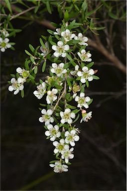 APII jpeg image of Leptospermum polygalifolium subsp. montanum  © contact APII