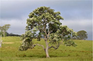 APII jpeg image of Angophora subvelutina  © contact APII