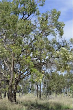 APII jpeg image of Angophora floribunda  © contact APII