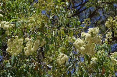 APII jpeg image of Angophora floribunda  © contact APII