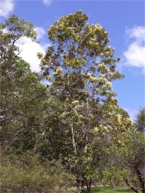 APII jpeg image of Grevillea baileyana  © contact APII