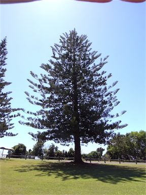 APII jpeg image of Araucaria heterophylla  © contact APII