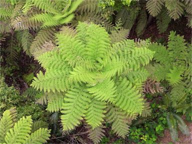 APII jpeg image of Cyathea australis  © contact APII