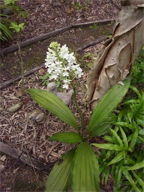 APII jpeg image of Calanthe triplicata  © contact APII