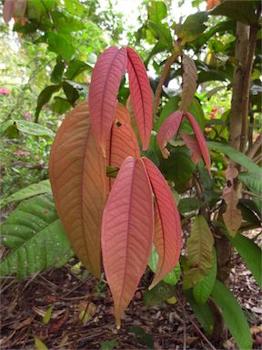 APII jpeg image of Syzygium erythrocalyx  © contact APII