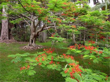 APII jpeg image of Delonix regia  © contact APII