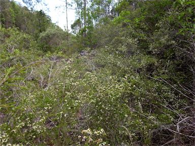 APII jpeg image of Baeckea linifolia  © contact APII