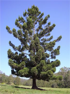 APII jpeg image of Araucaria cunninghamii  © contact APII