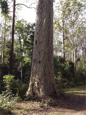 APII jpeg image of Corymbia maculata  © contact APII