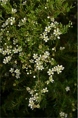 APII jpeg image of Sannantha similis 'Howie's Feathertips'  © contact APII