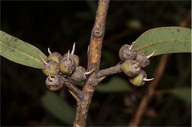 APII jpeg image of Eucalyptus petrensis  © contact APII